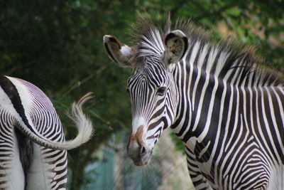 Zebras in field