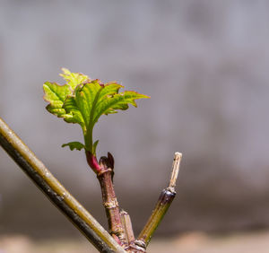 Close-up of plant