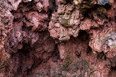 Close-up of tree trunk