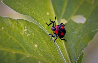 Close-up of insect on leaf