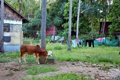 Horse in park