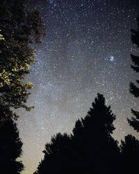 Low angle view of trees against sky at night