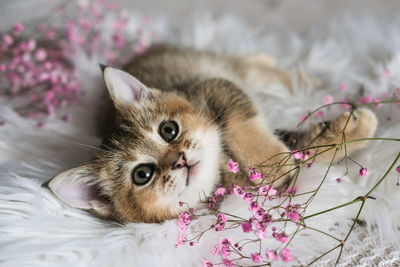 Cute kitten and pink flowers on a white blanket. greeting card with birthday, mother's day