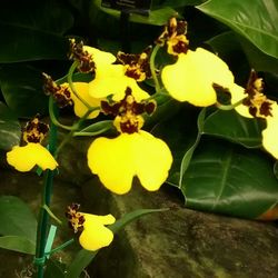 Close-up of yellow flowers