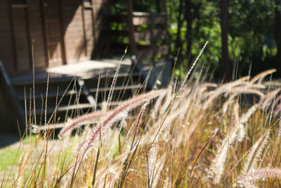 Close-up of grass against house