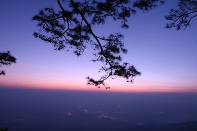 Tree against clear sky at sunset