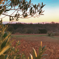 Plants growing on field against sky during sunset