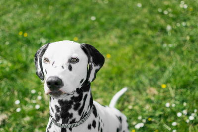 Portrait of a dog on grass