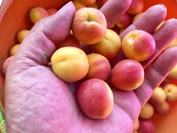 Close-up of hand holding fruit