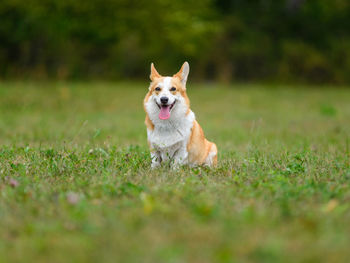 Orange and white happy corgi on a green field