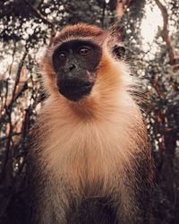 Monkey looking away while sitting against trees in forest