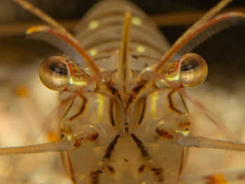 Close-up of insect