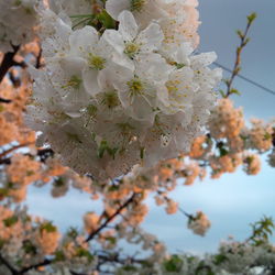 Low angle view of cherry blossom tree