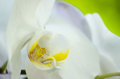 Close-up of white rose flower