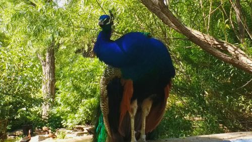 Close-up of peacock perching on tree