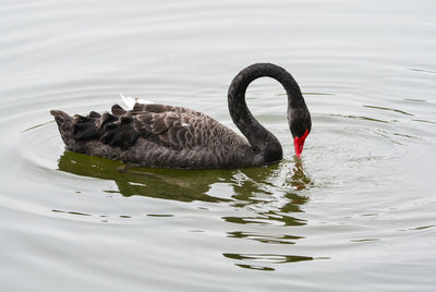 Swan swimming in lake