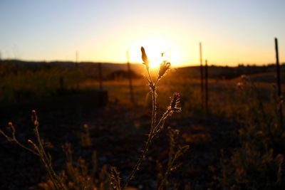 Close-up of stalks in field against sky during sunset