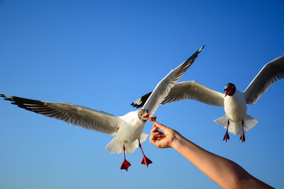 Low angle view of seagulls flying against clear blue sky