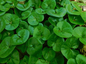 Full frame shot of leaves