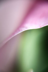 Full frame shot of pink flowering plant