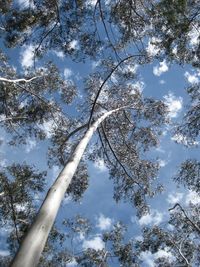 Low angle view of tree against sky on sunny day