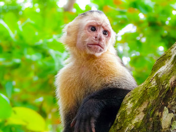 Portrait of monkey sitting on tree