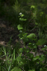 Close-up of flowers