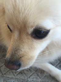 Close-up portrait of dog