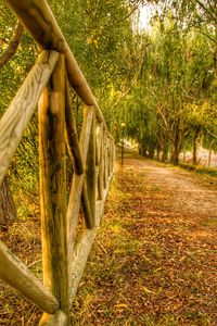 Footpath amidst trees on field