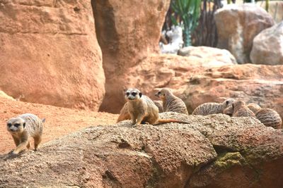 Meerkats on rock