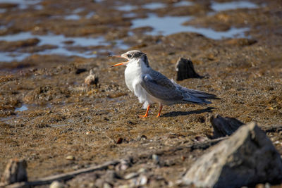 Seagull perching on rock