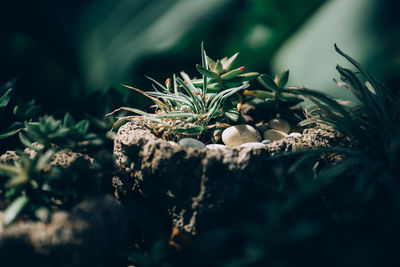 Close-up of fresh green plants