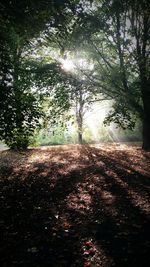 Scenic view of trees