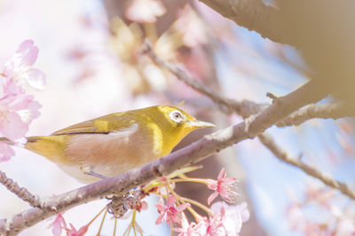 Close-up of a bird perching on branch