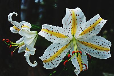 Close-up of flower blooming outdoors