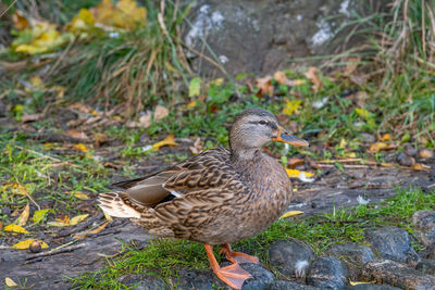 Mallard duck