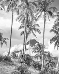 Palm trees on landscape against sky