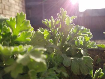 Close-up of fresh green plants on sunny day