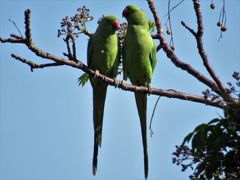 Low angle view of parrot perching on tree