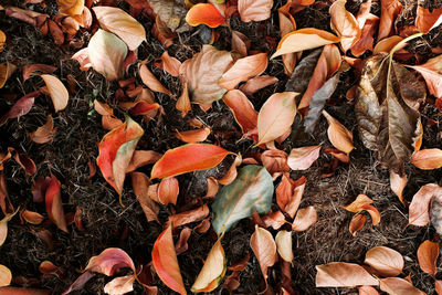 High angle view of dry leaves on field