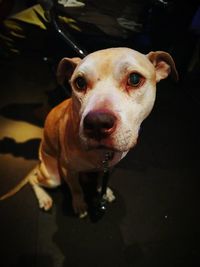 High angle portrait of dog at home