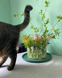 Cat and potted plant on table