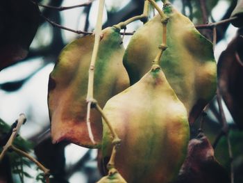 Close-up of fruits hanging on tree