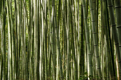 Full frame shot of bamboo plants in forest