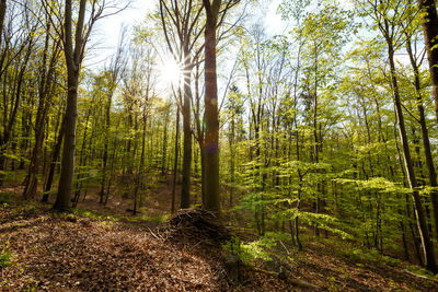 Trees growing in forest