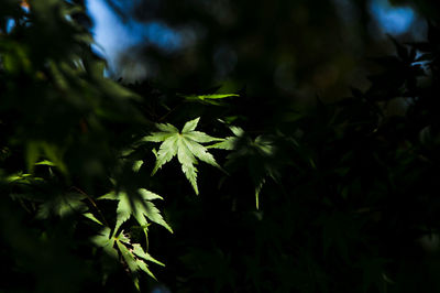 Close-up of maple leaves