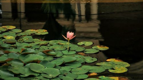 Lotus water lily in lake