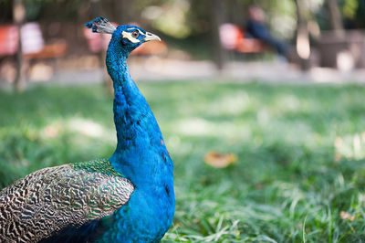 Close-up of peacock