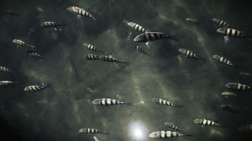 High angle view of birds swimming in sea