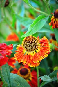 Close-up of red flower